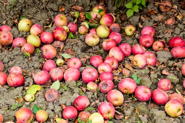 Jablečný Sad Řady Stromů Plody Země Pod Stromy — Stock fotografie