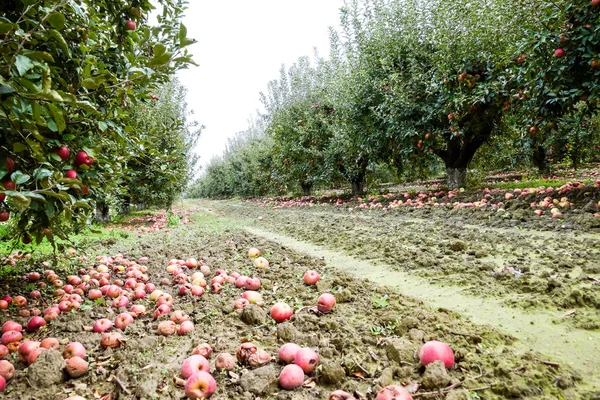 Apple orchard. Rows of trees and the fruit of the ground under the trees.