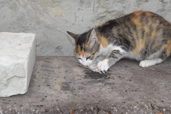 Cat Caught Mouse Cat Eats Caught Mouse Home Hunter — Stock Photo, Image