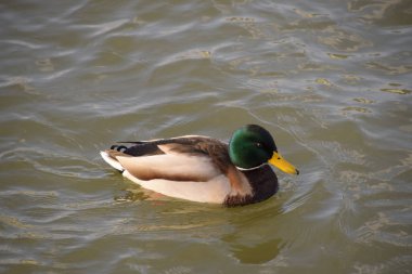 Gölde yüzmeye ördekler. Vahşi yeşilbaş ördek. Kadın ve erkek ördek.