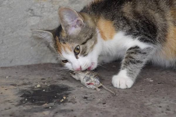 Gatinho Alienígena Com Três Olhos Cinza Imagem de Stock - Imagem