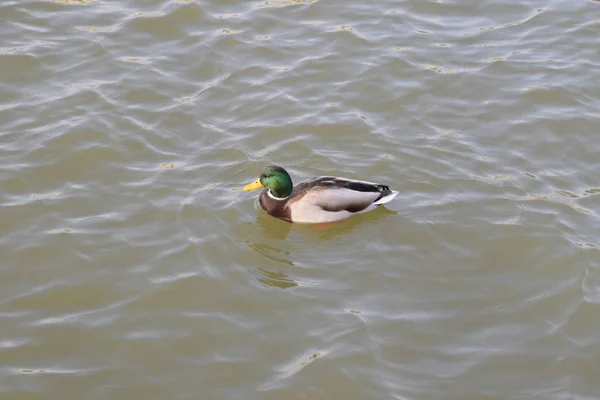 Patos Nadando Estanque Pato Real Salvaje Drakes Hembras — Foto de Stock