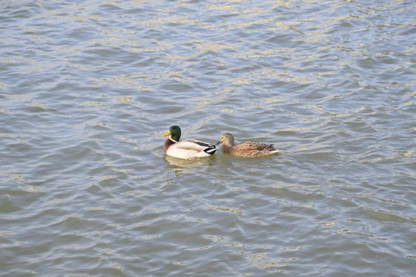 Canards Nageant Dans Étang Canard Colvert Sauvage Drakes Femelles — Photo