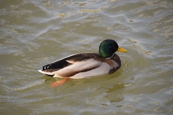 Canards Nageant Dans Étang Canard Colvert Sauvage Drakes Femelles — Photo