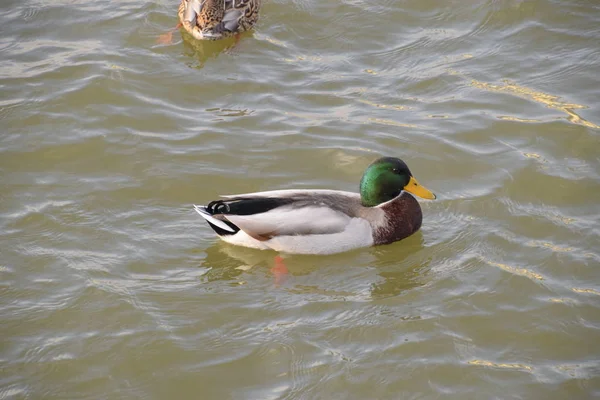 Patos Nadando Estanque Pato Real Salvaje Drakes Hembras — Foto de Stock