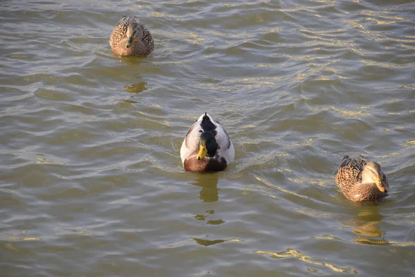 Patos Nadando Estanque Pato Real Salvaje Drakes Hembras — Foto de Stock