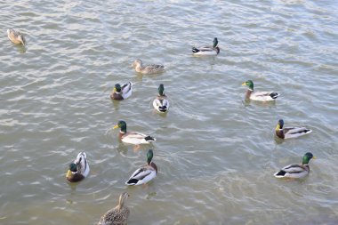 Gölde yüzmeye ördekler. Vahşi yeşilbaş ördek. Kadın ve erkek ördek.