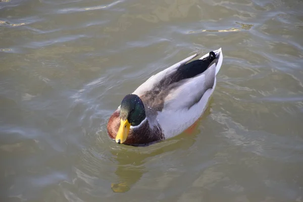 Pływające Stawie Kaczki Mallard Dzikie Kaczki Drake Kobiety — Zdjęcie stockowe