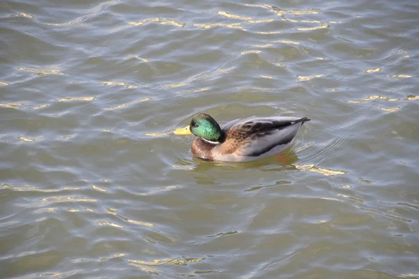 Gölde Yüzmeye Ördekler Vahşi Yeşilbaş Ördek Kadın Erkek Ördek — Stok fotoğraf