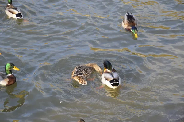 Enten Schwimmen Teich Stockente Erpel Und Weibchen — Stockfoto