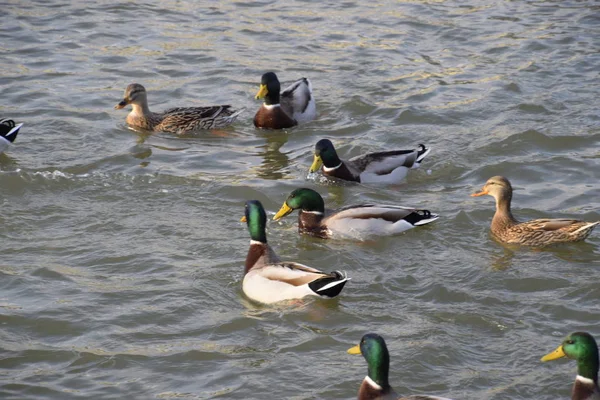 Ducks Swimming Pond Wild Mallard Duck Drakes Females — Stock Photo, Image