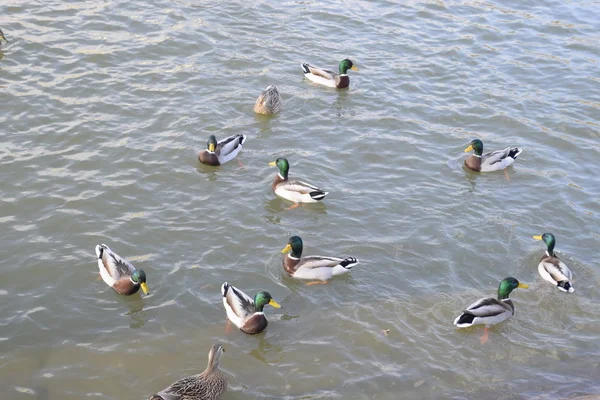 Canards Nageant Dans Étang Canard Colvert Sauvage Drakes Femelles — Photo