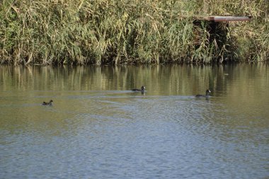 Gölde yüzmeye ördekler. Vahşi yeşilbaş ördek. Kadın ve erkek ördek.
