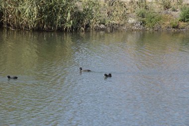 Gölde yüzmeye ördekler. Vahşi yeşilbaş ördek. Kadın ve erkek ördek.
