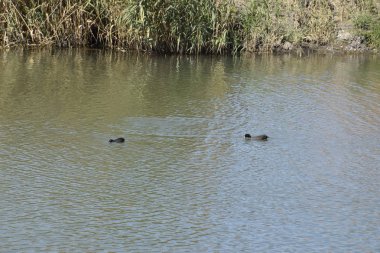 Gölde yüzmeye ördekler. Vahşi yeşilbaş ördek. Kadın ve erkek ördek.