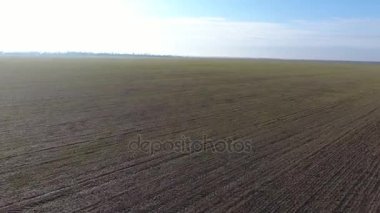 Bir alanın kış buğday üzerinde uçuş