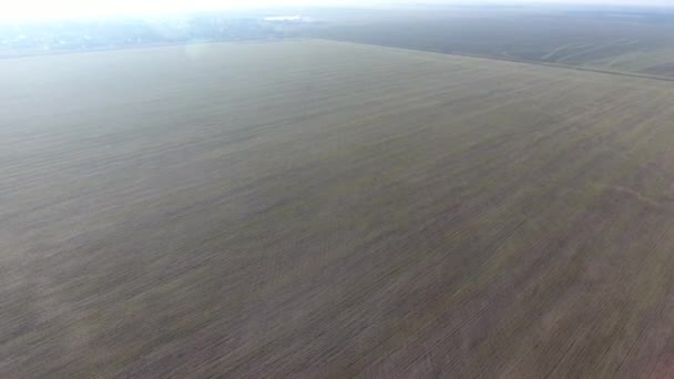 Полет над полем из озимой пшеницы — стоковое видео