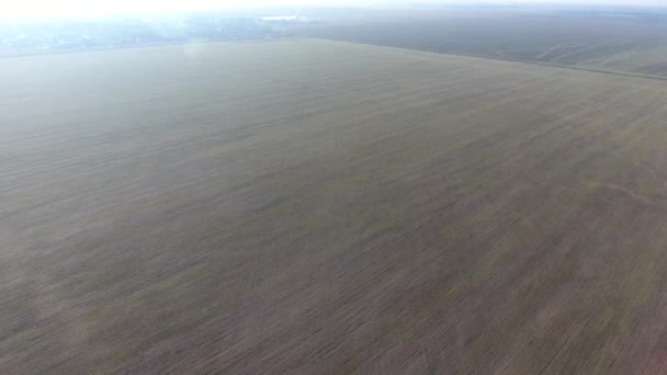 El vuelo sobre un campo de trigo de invierno — Vídeos de Stock