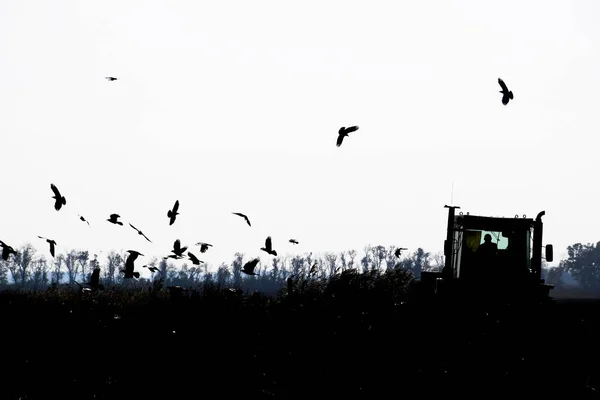 Trator Arar Campo Corvos Voando Torno Dele Busca Comida — Fotografia de Stock