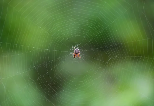 小蜘蛛在他的大腹蛛丝网 Lovcen 蜘蛛网 — 图库照片