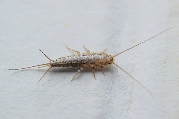 Hmyz Krmící Papírem Silverfish Knihy Škůdcích Noviny — Stock fotografie