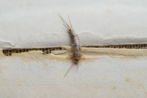 Insetto Che Nutre Carta Pesce Argento Libri Giornali Parassiti — Foto Stock