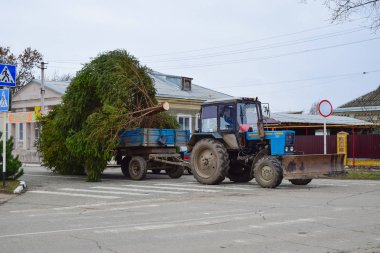 Rusya, Poltavskaya Köyü - 21 Ocak 2016 Noel ağacı sökülmesi