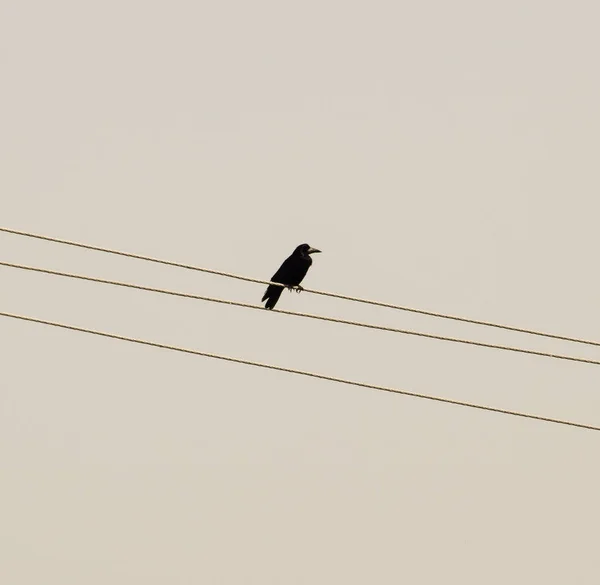 Cuervo Negro Solitario Sentado Cables Córvidos Cuervo Carrión — Foto de Stock