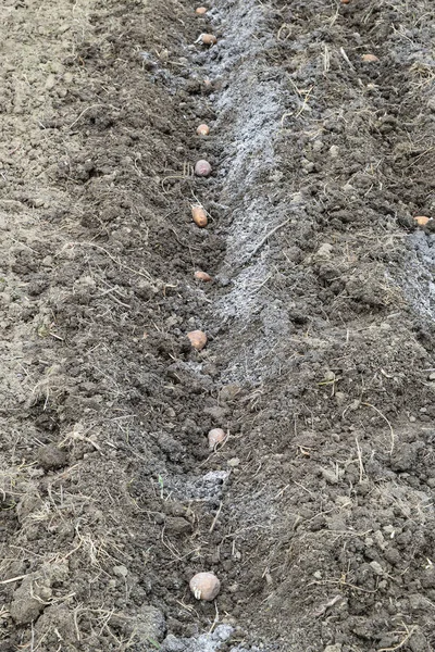 Planting potatoes in the garden. Potatoes in the furrow.