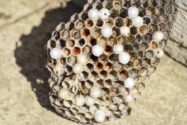 Üzerinde eşekarıları olan bir arı kovanı. Eşek arıları polisi. Yakından çekilen bir eşek arısı ailesinin yuvası..