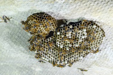 Üzerinde eşekarıları olan bir arı kovanı. Eşek arıları polisi. Yakından çekilen bir eşek arısı ailesinin yuvası..