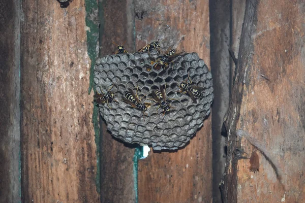 Üzerinde eşekarıları olan bir arı kovanı. Eşek arıları polisi. Yakından çekilen bir eşek arısı ailesinin yuvası..