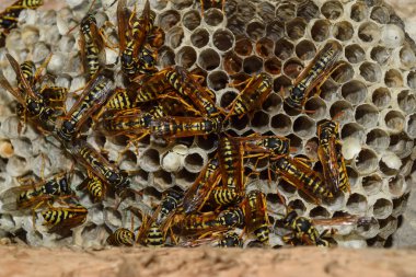 Üzerinde eşekarıları olan bir arı kovanı. Eşek arıları polisi. Yakından çekilen bir eşek arısı ailesinin yuvası..