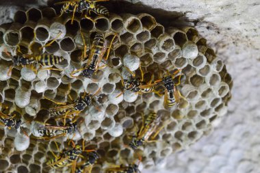 Üzerinde eşekarıları olan bir arı kovanı. Eşek arıları polisi. Yakından çekilen bir eşek arısı ailesinin yuvası..