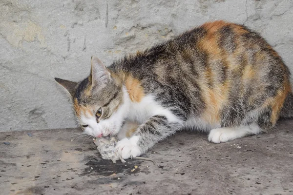 Кот Поймал Мышь Естественное Истребление Мышей Кошек — стоковое фото