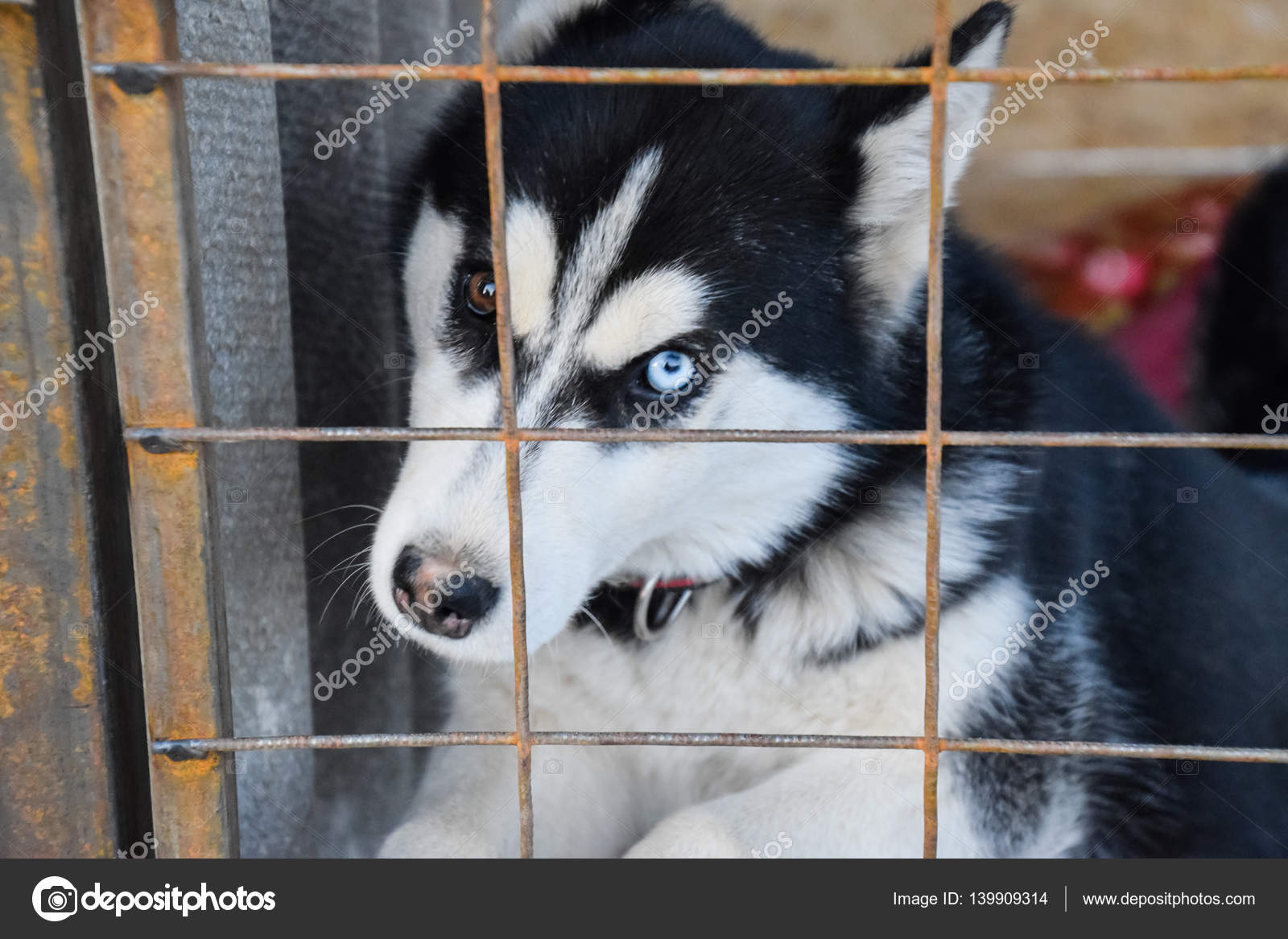 Chien Husky Avec Des Yeux Différents Noir Blanc Husky Yeux