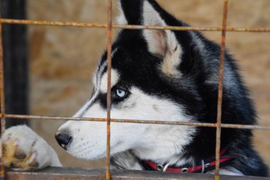Husky köpek farklı gözlerle. Siyah ve beyaz husky. Kahverengi ve mavi gözler.