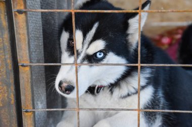 Husky köpek farklı gözlerle. Siyah ve beyaz husky. Kahverengi ve mavi gözler.