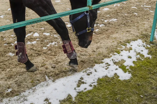 The horse walked around the stadium. Rideable horse.