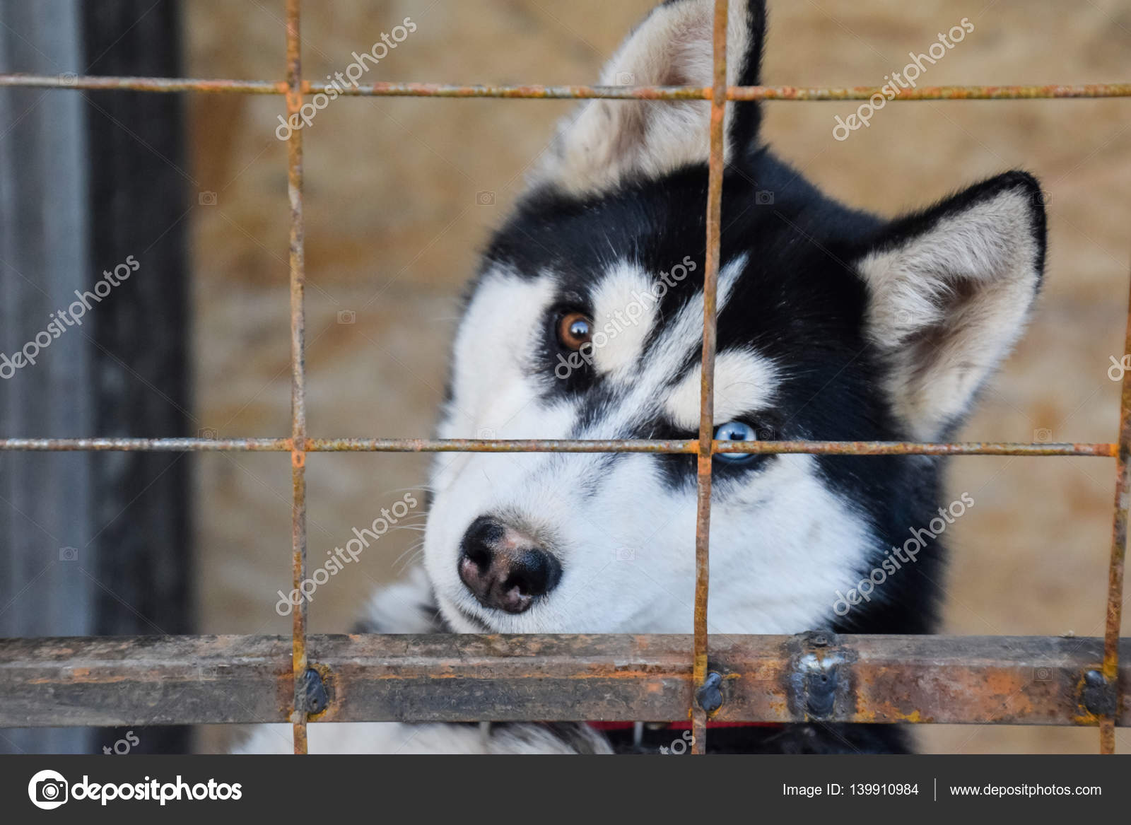 Chien Husky Avec Des Yeux Différents Noir Blanc Husky Yeux
