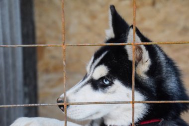 Husky köpek farklı gözlerle. Siyah ve beyaz husky. Kahverengi ve mavi gözler.