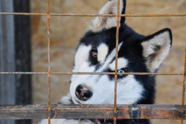 Husky köpek farklı gözlerle. Siyah ve beyaz husky. Kahverengi ve mavi gözler.