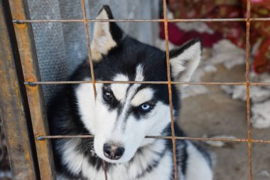 Husky köpek farklı gözlerle. Siyah ve beyaz husky. Kahverengi ve mavi gözler.