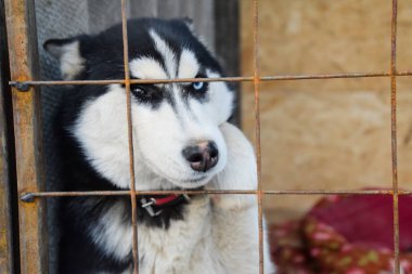 Husky köpek farklı gözlerle. Siyah ve beyaz husky. Kahverengi ve mavi gözler.
