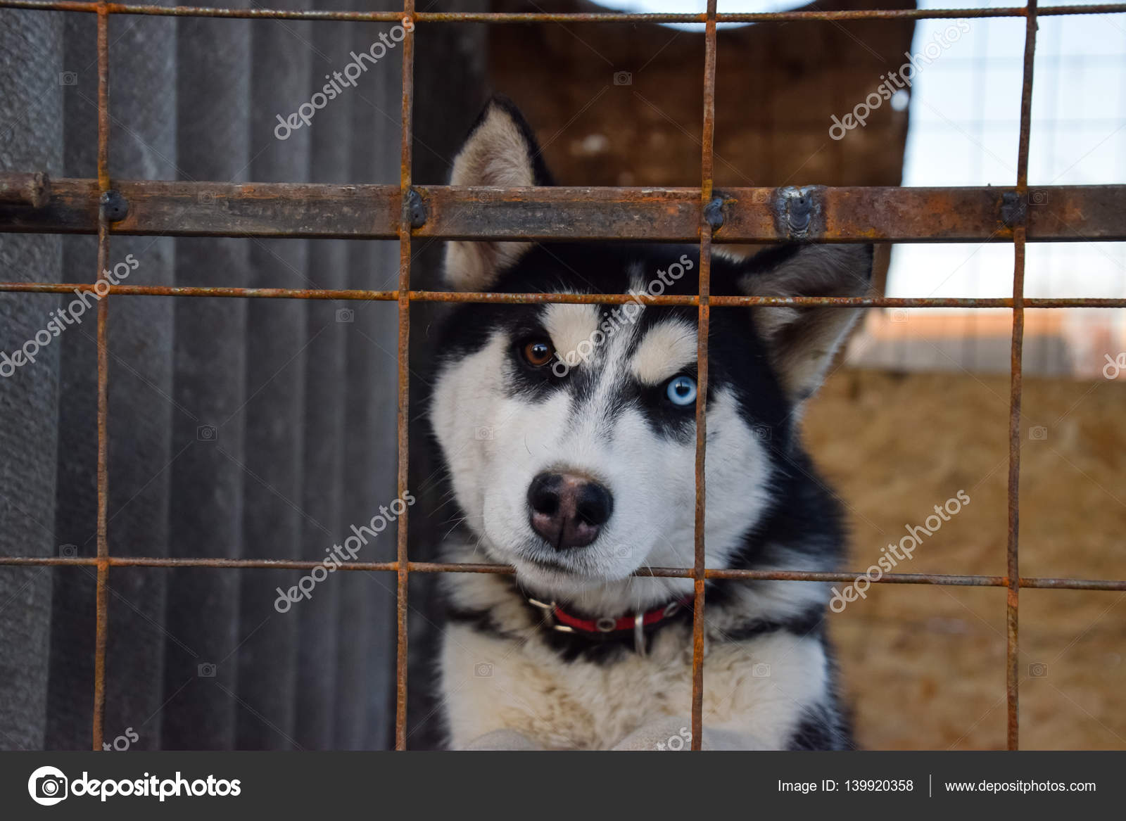 Chien Husky Avec Des Yeux Différents Noir Blanc Husky Yeux