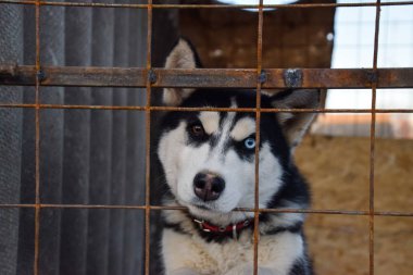 Husky köpek farklı gözlerle. Siyah ve beyaz husky. Kahverengi ve mavi gözler.