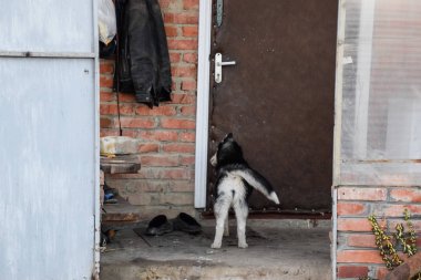 Kapıda duran genç husky köpek.
