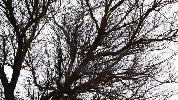 Falling snow on a background of branches of a tree — Stock Video