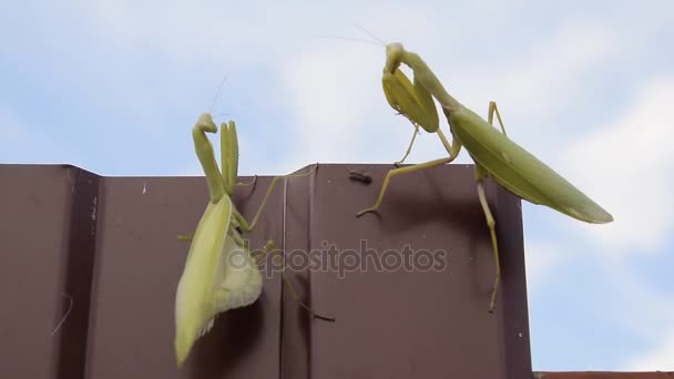 The female and the male praying mantis — Stock Video
