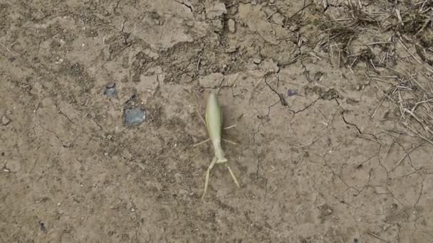 Sáska a földön. Mantis néztem a kamera. Sáska rovar ragadozó. — Stock videók